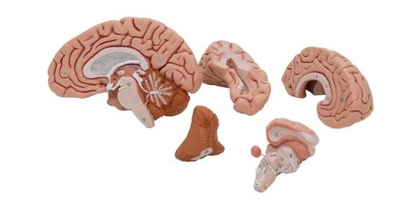 The Classic Brain Model Splits Into Five Anatomically Detailed Parts